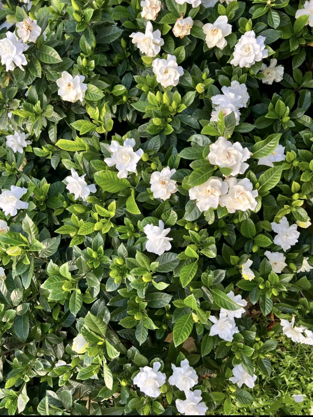 栀子花开，是夏天最干净的告白。