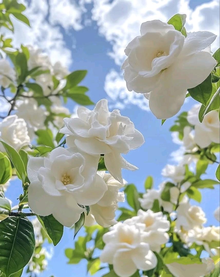 栀子花开，是夏天最干净的告白。