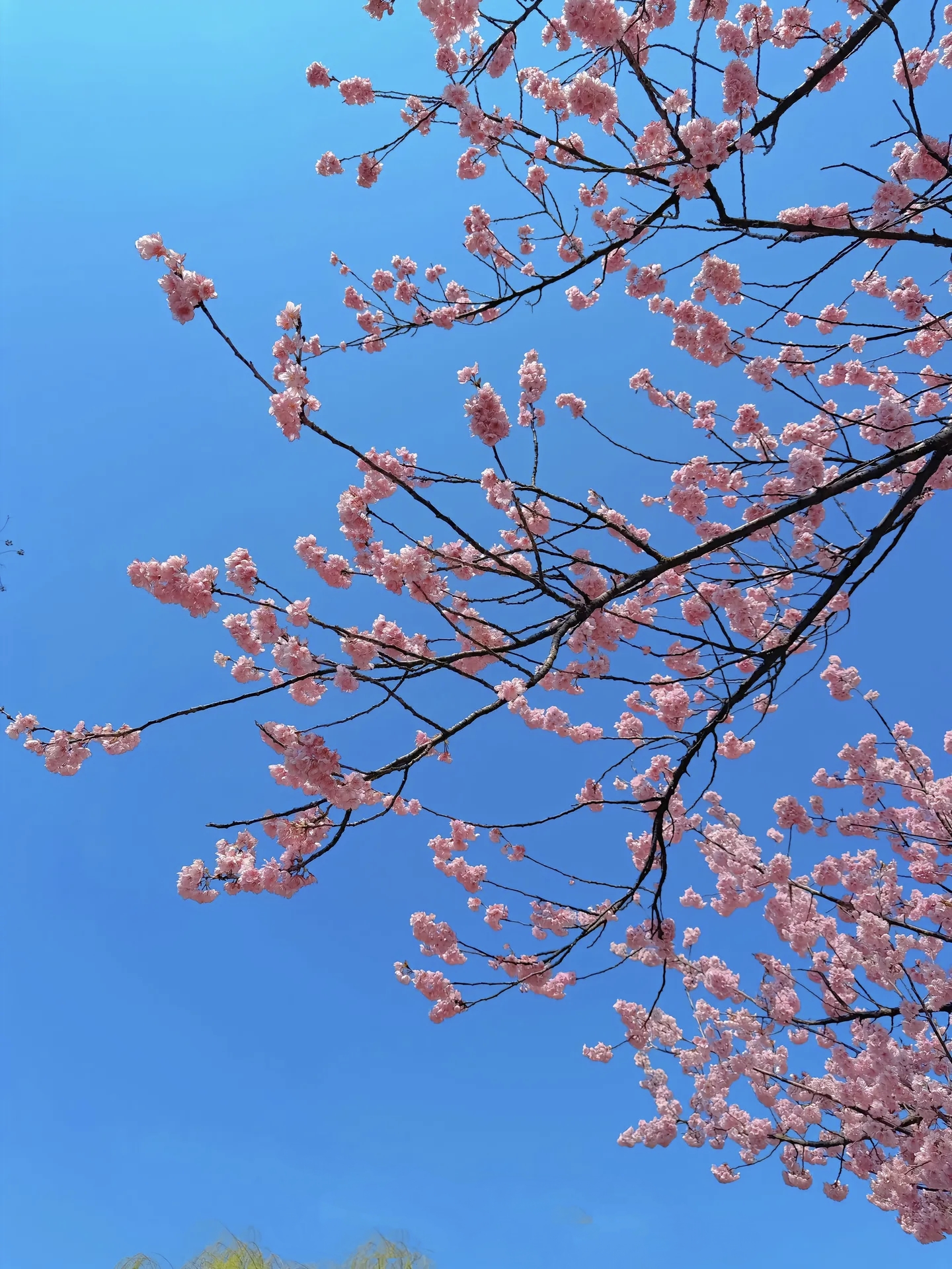 樱花落下的速度是每秒五厘米，我该用什么样的速度，才能与你相遇。