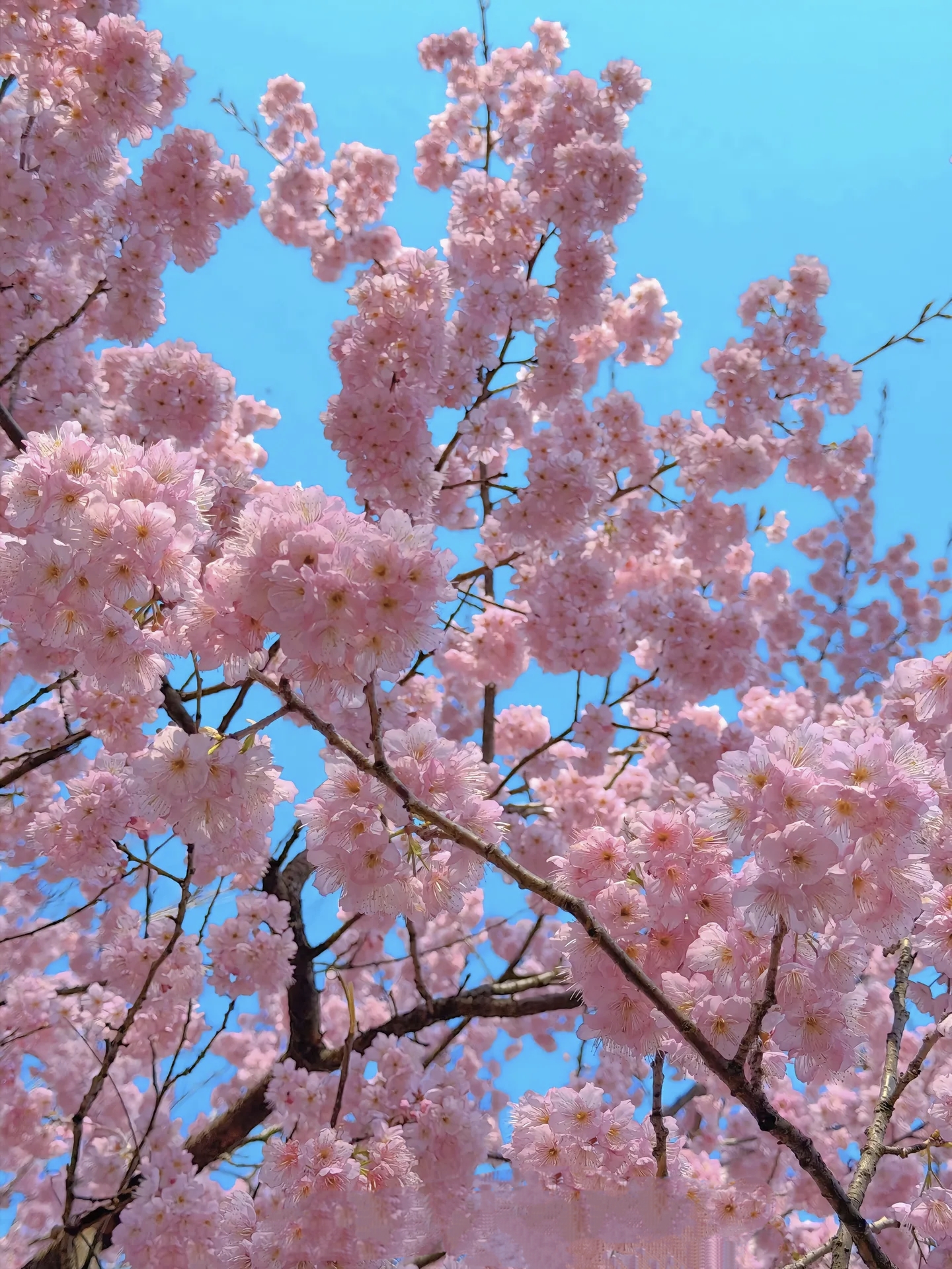 樱花落下的速度是每秒五厘米，我该用什么样的速度，才能与你相遇。